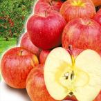 （数量限定特価）りんご 約20kg 青森産  訳あり サンふじ 木箱（50〜90玉）ご家庭用 送料無料 林檎 フルーツ食品 国華園