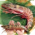 e. император. море .1 хвост si- Tiger натуральный очень большой нагревание для рефрижератор рейс еда 