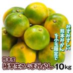 みかん 10kg 極早生こぐまみかん 熊本産 極早生 蜜柑 ご家庭用 送料無料 食品