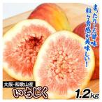 いちじく 1.2kg 大阪・和歌山産 無花果 イチジク ご家庭用 送料無料 食品