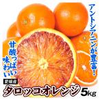 みかん 愛媛産 タロッコオレンジ 5kg 送料無料 食品