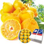 ショッピングデコポン みかん 5kg デコポン 熊本産 糖度13度以上 ブランド 贈答品 不知火 オレンジ 柑橘 蜜柑 果物 フルーツ 送料無料 食品