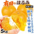 みかん 5kg 有田のはるみ はるみ 和歌山産 名産地 ご家庭用 春柑橘 ミカン 柑橘 送料無料 食品 国華園