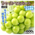 ぶどう 約600g シャインマスカット 山梨産 ご家庭用 8月下旬発送 約300g×2パック 送料無料 食品