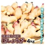 しょうが 4kg 新しょうが 和歌山産 新生姜 冷蔵便 送料無料 食品