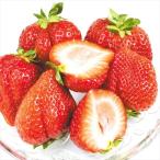  клубника .... grande 540g(270g×2 упаковка ) 14~22 шарик степень Fukuoka производство . для бытового использования бесплатная доставка еда 
