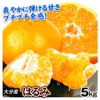 ショッピング大分 みかん 5kg はるみ 大分産 蜜柑 柑橘 果物 フルーツ 送料無料 食品