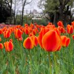  Mitsubishi осушитель для замена фильтр MJPR-829VFT