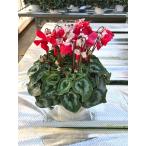 [ предварительный заказ распродажа ] основы бесплатная доставка! цикламен персидский классический платье 5 размер /5 номер [.... .. моти цикламен персидский ]