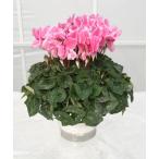 [ предварительный заказ распродажа ] основы бесплатная доставка! цикламен персидский Dream розовый 5 размер /5 номер [.... .. моти цикламен персидский ]