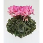 [ предварительный заказ распродажа ] основы бесплатная доставка! цикламен персидский Harley kai n5 размер /5 номер [.... .. моти цикламен персидский ]