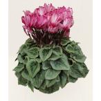 [ предварительный заказ распродажа ] основы бесплатная доставка! цикламен персидский Harley корзина для рыбы Tria 5 размер /5 номер [.... .. моти цикламен персидский ]