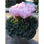 [ предварительный заказ распродажа ] основы бесплатная доставка! цикламен персидский Ran Jerry розовый 5 размер /5 номер [.... .. моти цикламен персидский ]