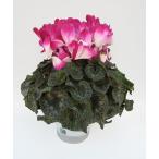 [ предварительный заказ распродажа ] основы бесплатная доставка! цикламен персидский тянуть ma-ju лиловый 5 размер /5 номер [.... .. моти цикламен персидский ]