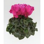 [ предварительный заказ распродажа ] основы бесплатная доставка! цикламен персидский лиловый 5 размер /5 номер [.... .. моти цикламен персидский ]