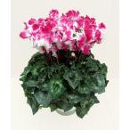 [ предварительный заказ распродажа ] основы бесплатная доставка! цикламен персидский тянуть ma-ju wave красный 5 размер /5 номер [.... .. моти цикламен персидский ]