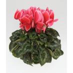 [ предварительный заказ распродажа ] основы бесплатная доставка! цикламен персидский автомобиль i колено orange 5 размер /5 номер [.... .. моти цикламен персидский ]