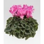 [ предварительный заказ распродажа ] основы бесплатная доставка! цикламен персидский душ лиловый 5 размер /5 номер [.... .. моти цикламен персидский ]