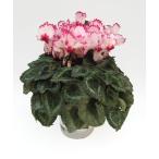  основы бесплатная доставка! цикламен персидский корзина для рыбы Tria 5 размер /5 номер [.... .. моти цикламен персидский ]