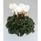 [ предварительный заказ распродажа ] основы бесплатная доставка! цикламен персидский чисто-белый 5 размер /5 номер [.... .. моти цикламен персидский ]