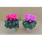 【予約販売】基本送料無料！シクラ