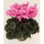  основы бесплатная доставка! цикламен персидский Camry розовый 6 размер /6 номер [.... .. моти цикламен персидский ]