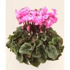 [ предварительный заказ распродажа ] основы бесплатная доставка! цикламен персидский Camry лиловый 6 размер /6 номер [.... .. моти цикламен персидский ]