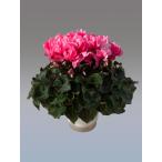  основы бесплатная доставка! цикламен персидский faru мех re6 размер /6 номер [.... .. моти цикламен персидский ]