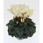 【予約販売】基本送料無料！シクラメン ゴールデンボーイ 6寸/6号 【誠養園のながもちシクラメン】