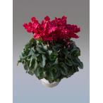 [ предварительный заказ распродажа ] основы бесплатная доставка! цикламен персидский обычный ... виноград 6 размер /6 номер [.... .. моти цикламен персидский ]