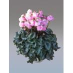 [ предварительный заказ распродажа ] основы бесплатная доставка! цикламен персидский Ran Jerry оборка розовый 6 размер /6 номер [.... .. моти цикламен персидский ]