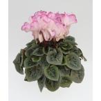  основы бесплатная доставка! цикламен персидский серьги 6 размер /6 номер [.... .. моти цикламен персидский ]