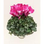 [ предварительный заказ распродажа ] основы бесплатная доставка! цикламен персидский тянуть ma-ju wave лиловый 6 размер /6 номер [.... .. моти цикламен персидский ]