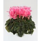 [ предварительный заказ распродажа ] основы бесплатная доставка! цикламен персидский автомобиль i колено розовый wave 6 размер /6 номер [.... .. моти цикламен персидский ]