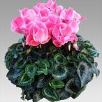 [ предварительный заказ распродажа ] основы бесплатная доставка! цикламен персидский душ orange 6 размер /6 номер [.... .. моти цикламен персидский ]