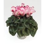  основы бесплатная доставка! цикламен персидский корзина для рыбы Tria 6 размер /6 номер [.... .. моти цикламен персидский ]