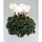 [ предварительный заказ распродажа ] основы бесплатная доставка! цикламен персидский чисто-белый 6 размер /6 номер [.... .. моти цикламен персидский ]