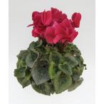  основы бесплатная доставка! цикламен персидский wine red 6 размер /6 номер [.... .. моти цикламен персидский ]