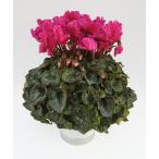 基本送料無料！シクラメン ウェーブパープル 6寸/6号 【誠養園のながもちシクラメン】