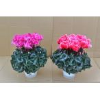  основы бесплатная доставка! цикламен персидский можно выбрать 2 горшок комплект 6 размер /6 номер 2 горшок [.... .. моти цикламен персидский ]