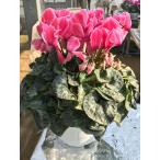 [ предварительный заказ распродажа ] основы бесплатная доставка! цикламен персидский Dream orange 7 размер /7 номер [.... .. моти цикламен персидский ]