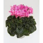 [ предварительный заказ распродажа ] основы бесплатная доставка! цикламен персидский Dream лиловый 7 размер /7 номер [.... .. моти цикламен персидский ]