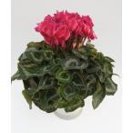 [ предварительный заказ распродажа ] основы бесплатная доставка! цикламен персидский Dream вино 7 размер /7 номер [.... .. моти цикламен персидский ]