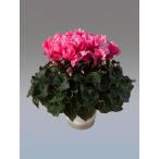  основы бесплатная доставка! цикламен персидский faru мех re7 размер /7 номер [.... .. моти цикламен персидский ]