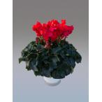 [ предварительный заказ распродажа ] основы бесплатная доставка! цикламен персидский Gin gru bell 7 размер /7 номер [.... .. моти цикламен персидский ]