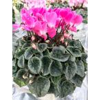 [ предварительный заказ распродажа ] основы бесплатная доставка! цикламен персидский тянуть ma-ju розовый 7 размер /7 номер [.... .. моти цикламен персидский ]