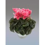 [ предварительный заказ распродажа ] основы бесплатная доставка! цикламен персидский автомобиль i колено розовый 7 размер /7 номер [.... .. моти цикламен персидский ]