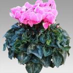 [ предварительный заказ распродажа ] основы бесплатная доставка! цикламен персидский душ колодка ремень 7 размер /7 номер [.... .. моти цикламен персидский ]