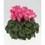 [ предварительный заказ распродажа ] основы бесплатная доставка! цикламен персидский душ вино 7 размер /7 номер [.... .. моти цикламен персидский ]