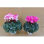  основы бесплатная доставка! цикламен персидский можно выбрать 2 горшок комплект 7 размер /7 номер + 6 размер /6 номер [.... .. моти цикламен персидский ]